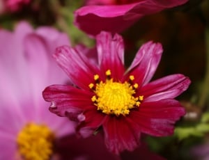 pink and red multi petaled flower thumbnail