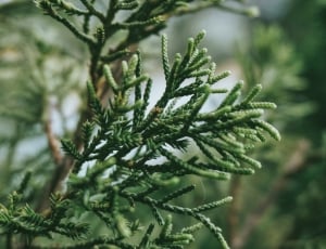 green pine tree leaves in closeup shot thumbnail