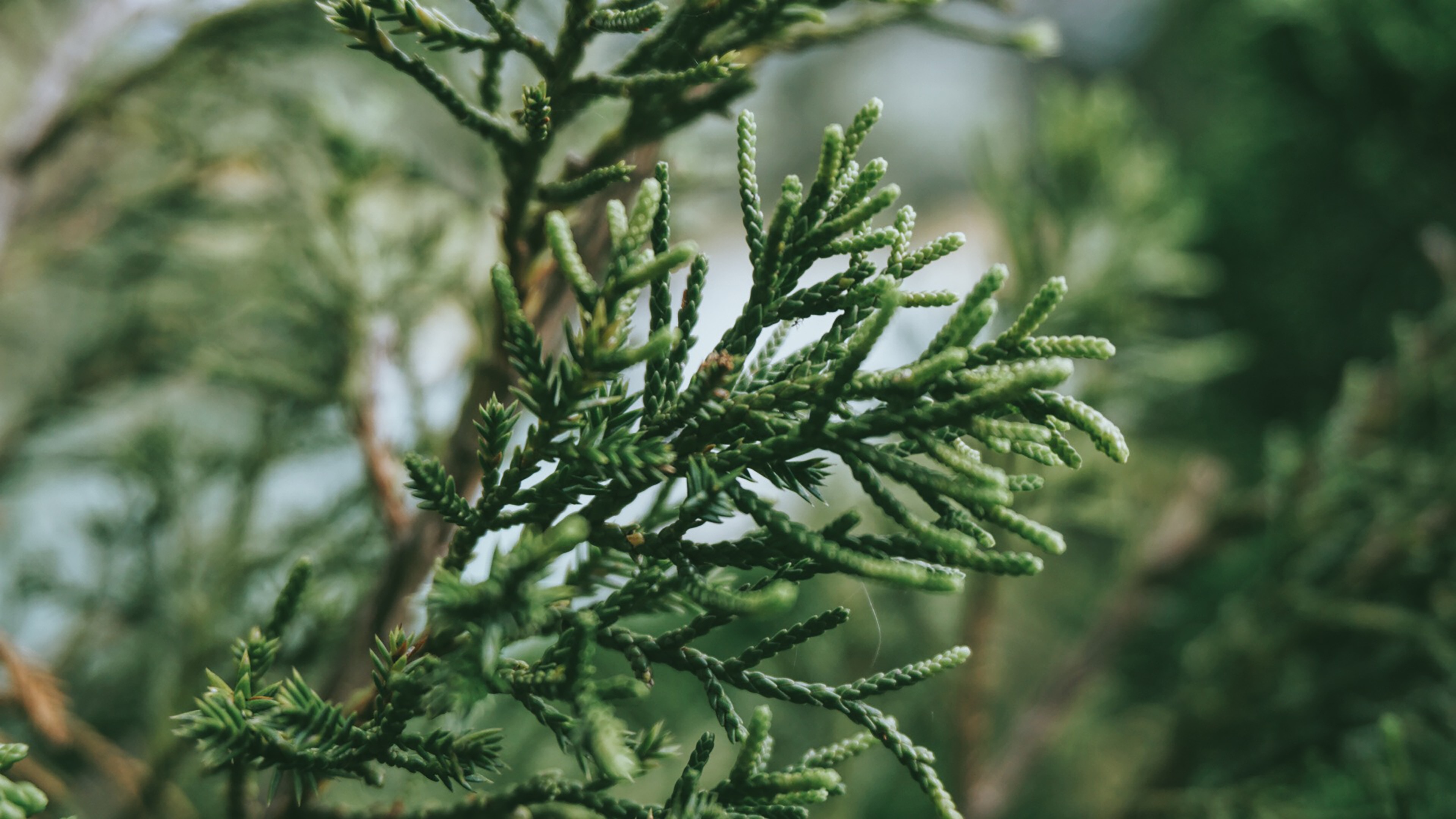 green pine tree leaves in closeup shot