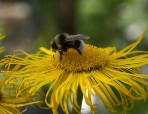 bee and sunflower thumbnail