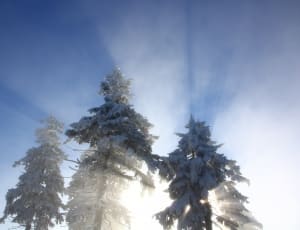 3 pine tree covered with snow thumbnail