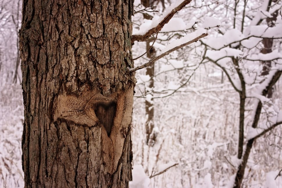 brown tree branch preview