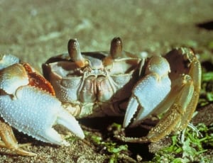 gray crab thumbnail