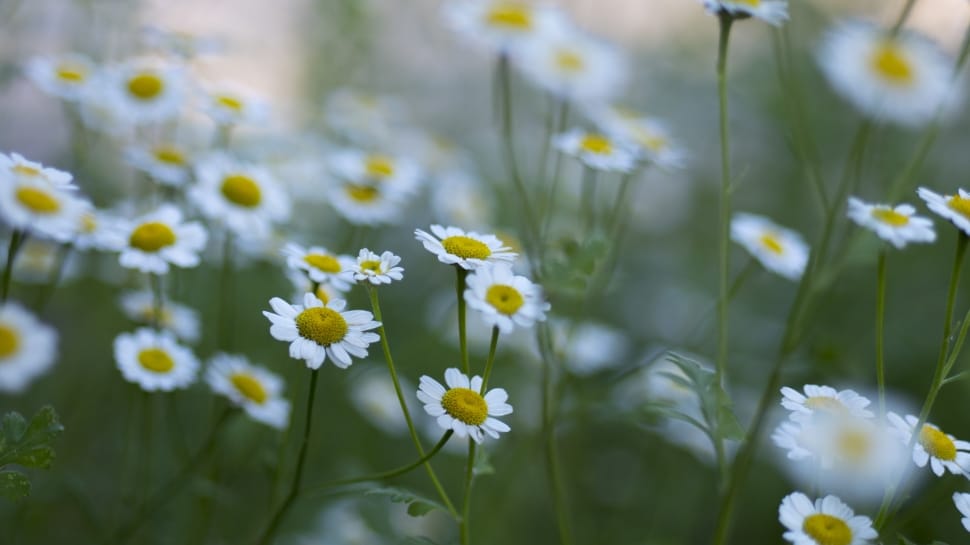 white yellow flowers preview