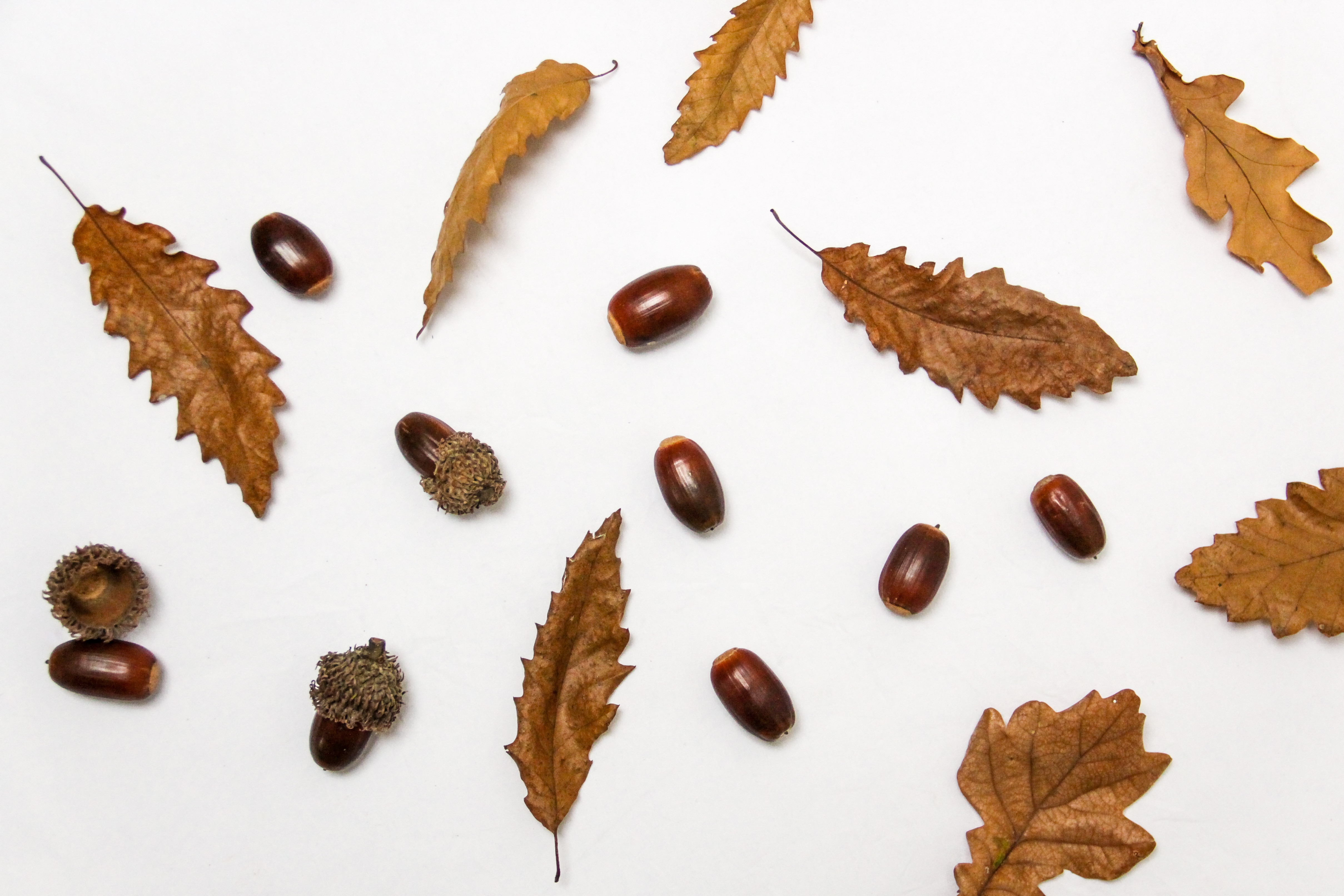 acorn lot and dried leaves on white surface