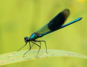 Green, Dragonfly, Close, Nature, Insect, insect, animal wildlife thumbnail