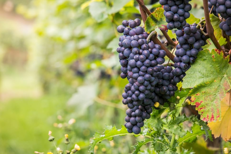 Leaf, Grapes, Vine, Wine, Pinot Noir, fruit, grape preview