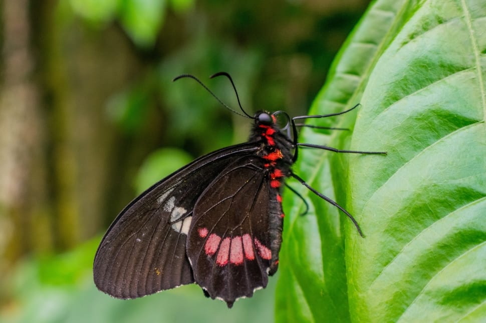 black red and white butterfly preview