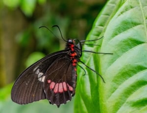 black red and white butterfly thumbnail