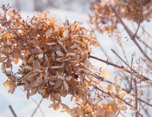 Winter, Snow, Dead Leaves, nature, plant thumbnail