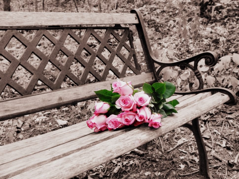 Roses On Bench, Selective Coloring, flower, no people preview