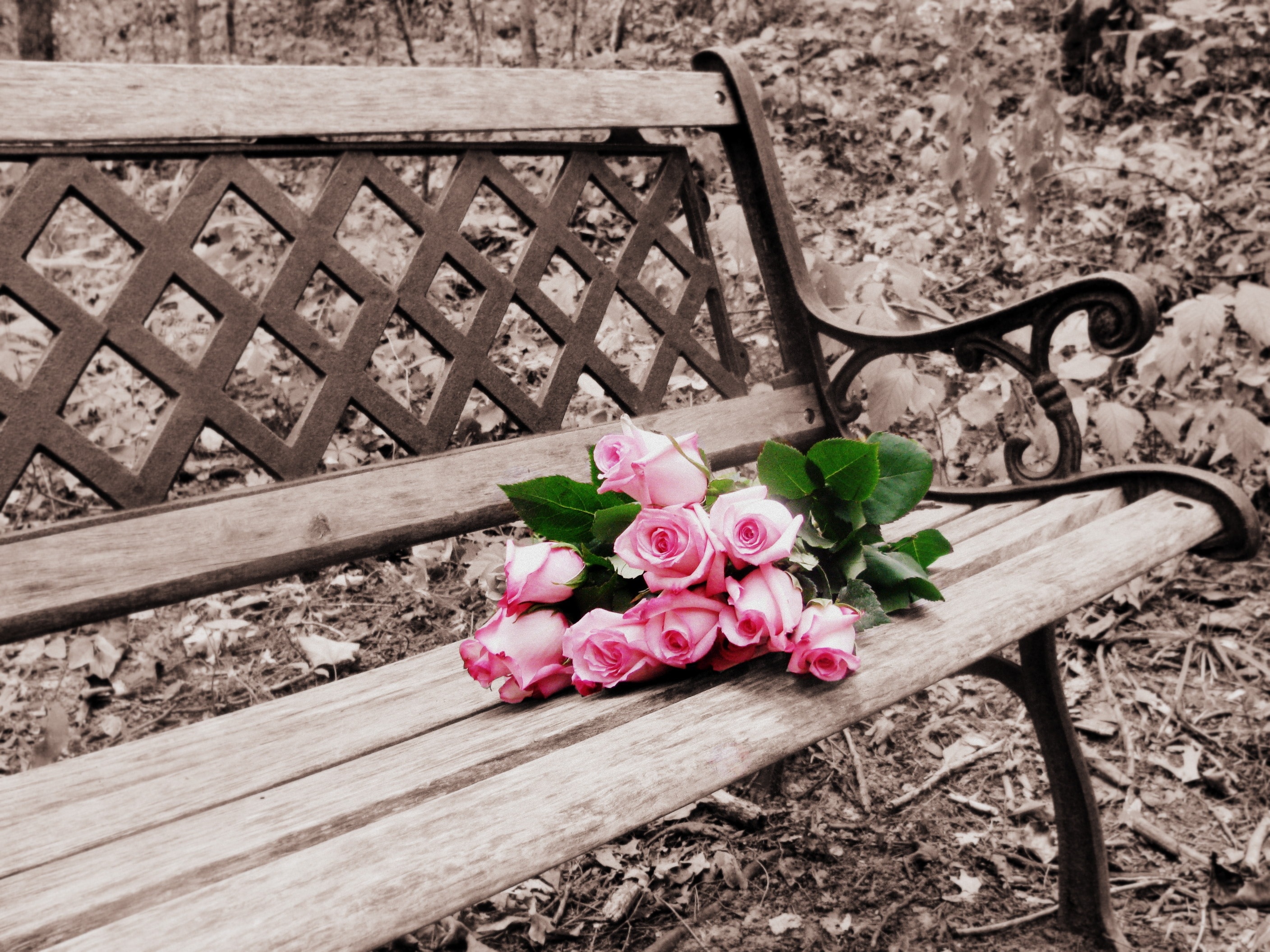 Roses On Bench, Selective Coloring, flower, no people