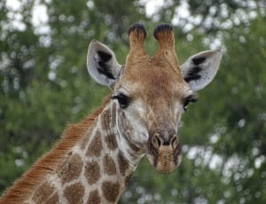 giraffe head selective photography during daytime thumbnail
