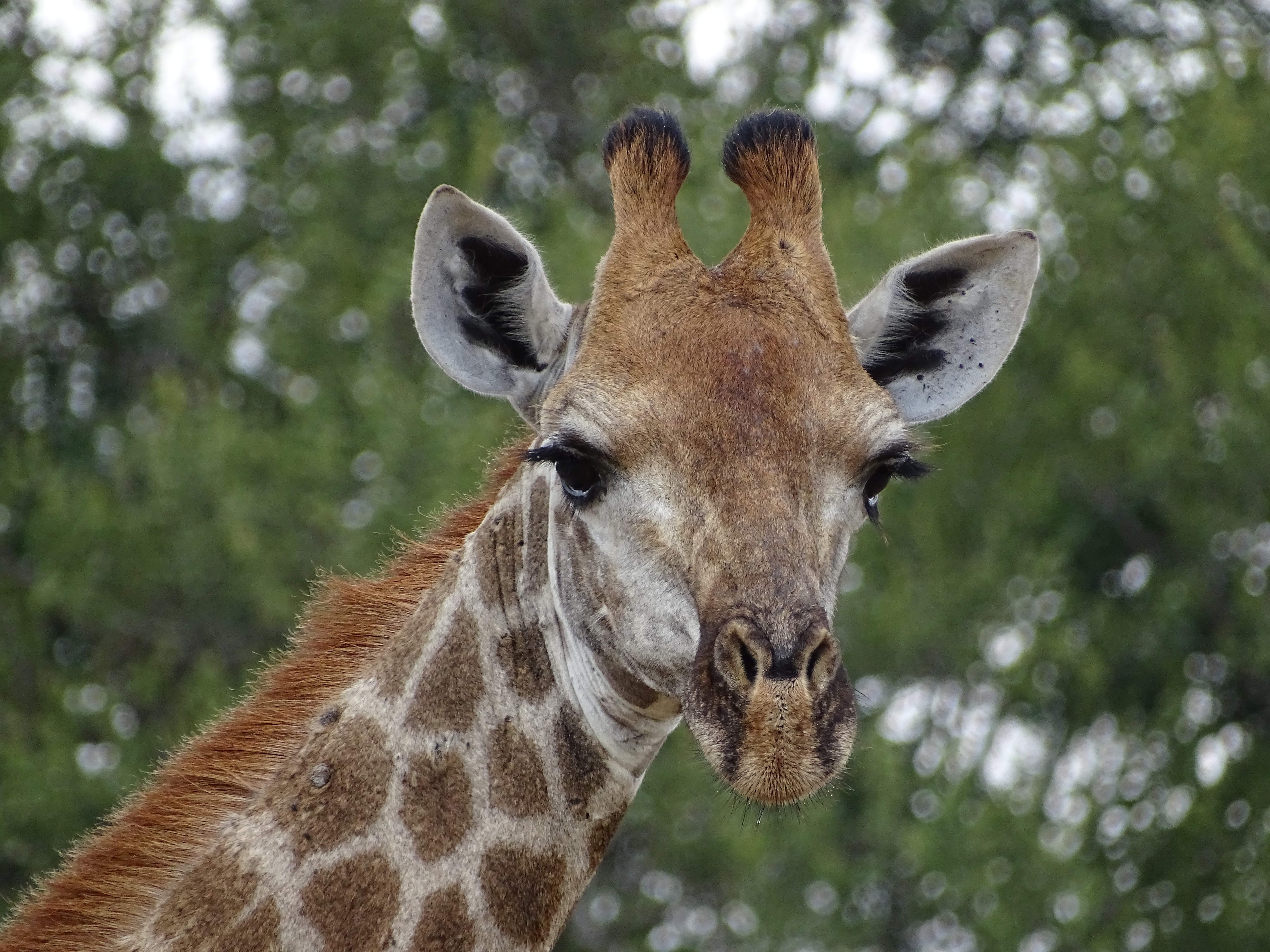 giraffe head selective photography during daytime