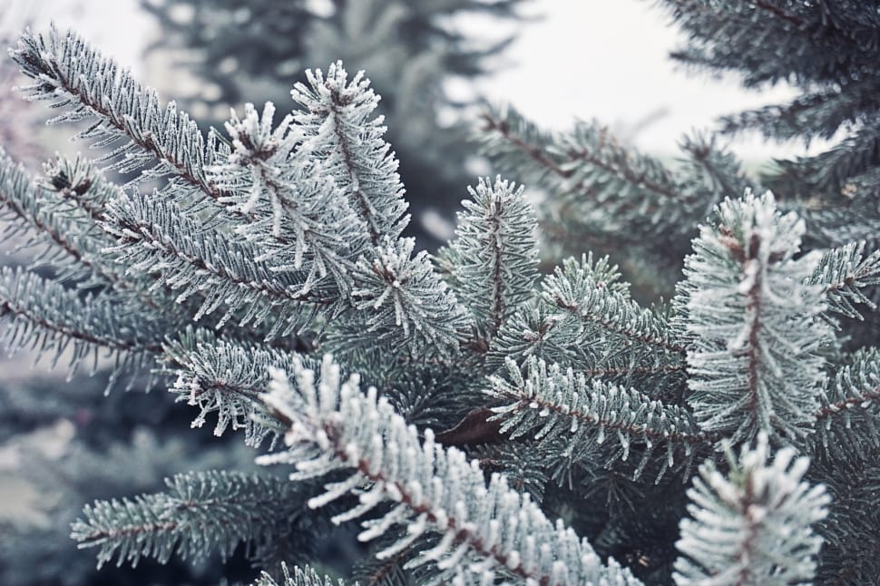gray and green leaved tree preview