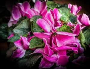 Garden, Flowers, Pink, Plant, Flower, pink color, purple thumbnail