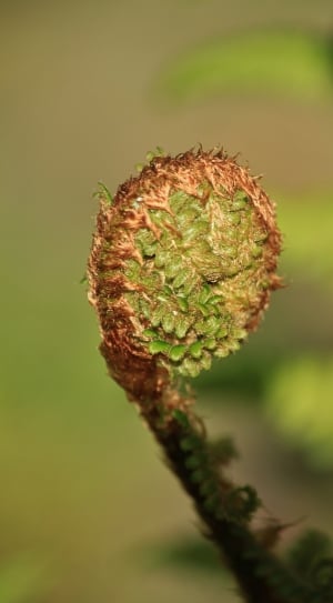 green and brown plant thumbnail