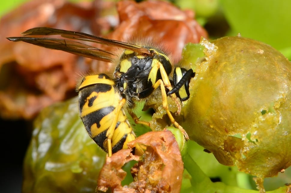 yellow jacket wasp preview
