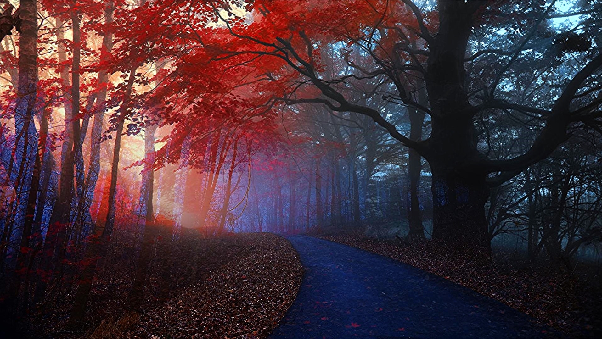 forest, road, red leaves, trees