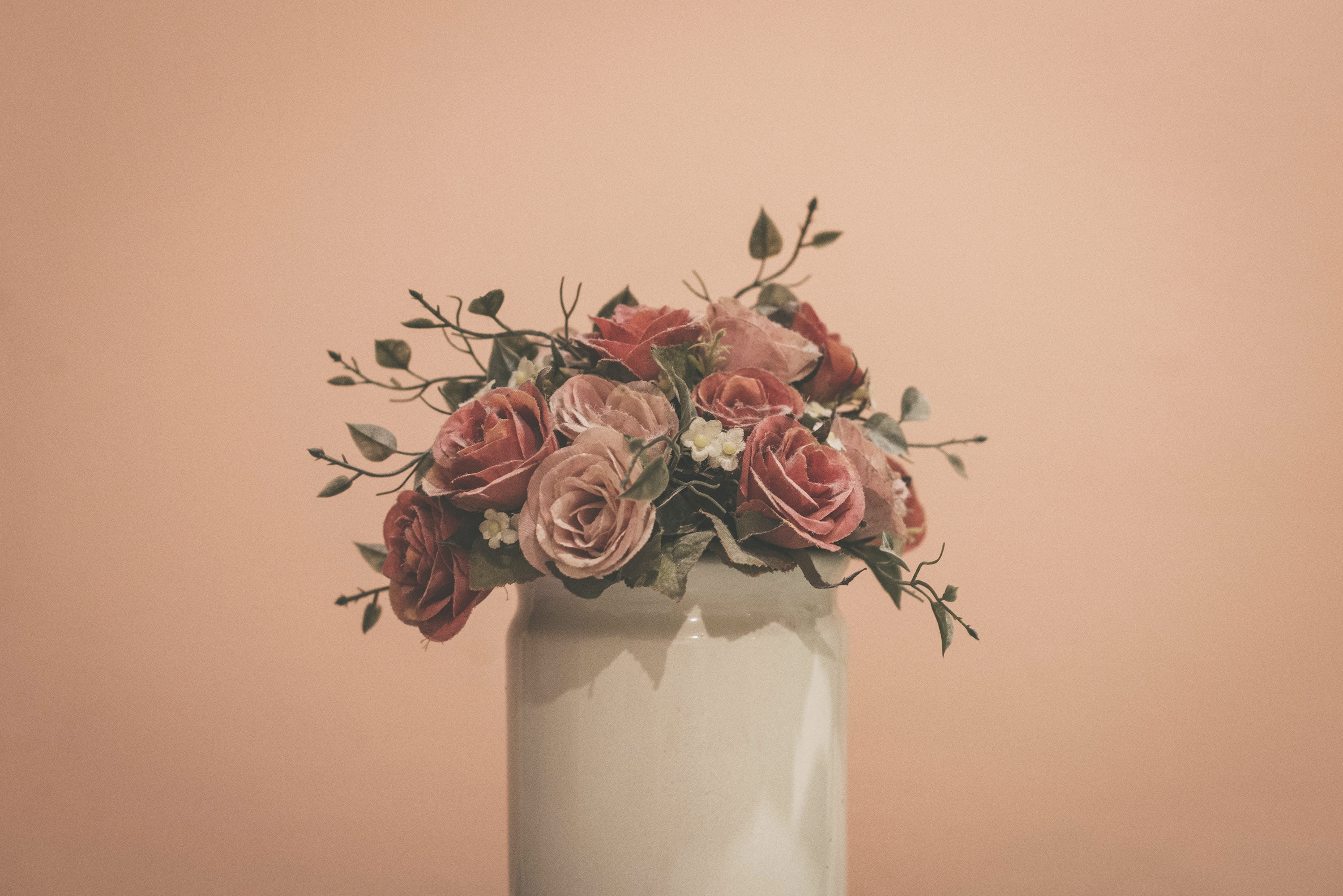 pink roses in white ceramic vase