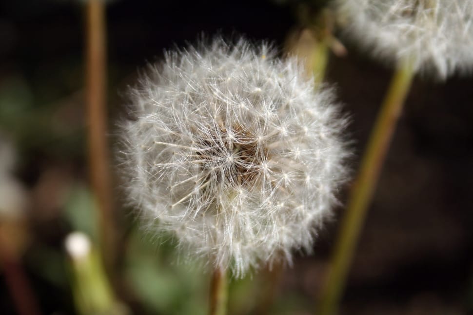 dandelion seed head in close up photography preview