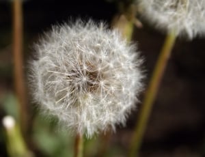 dandelion seed head in close up photography thumbnail