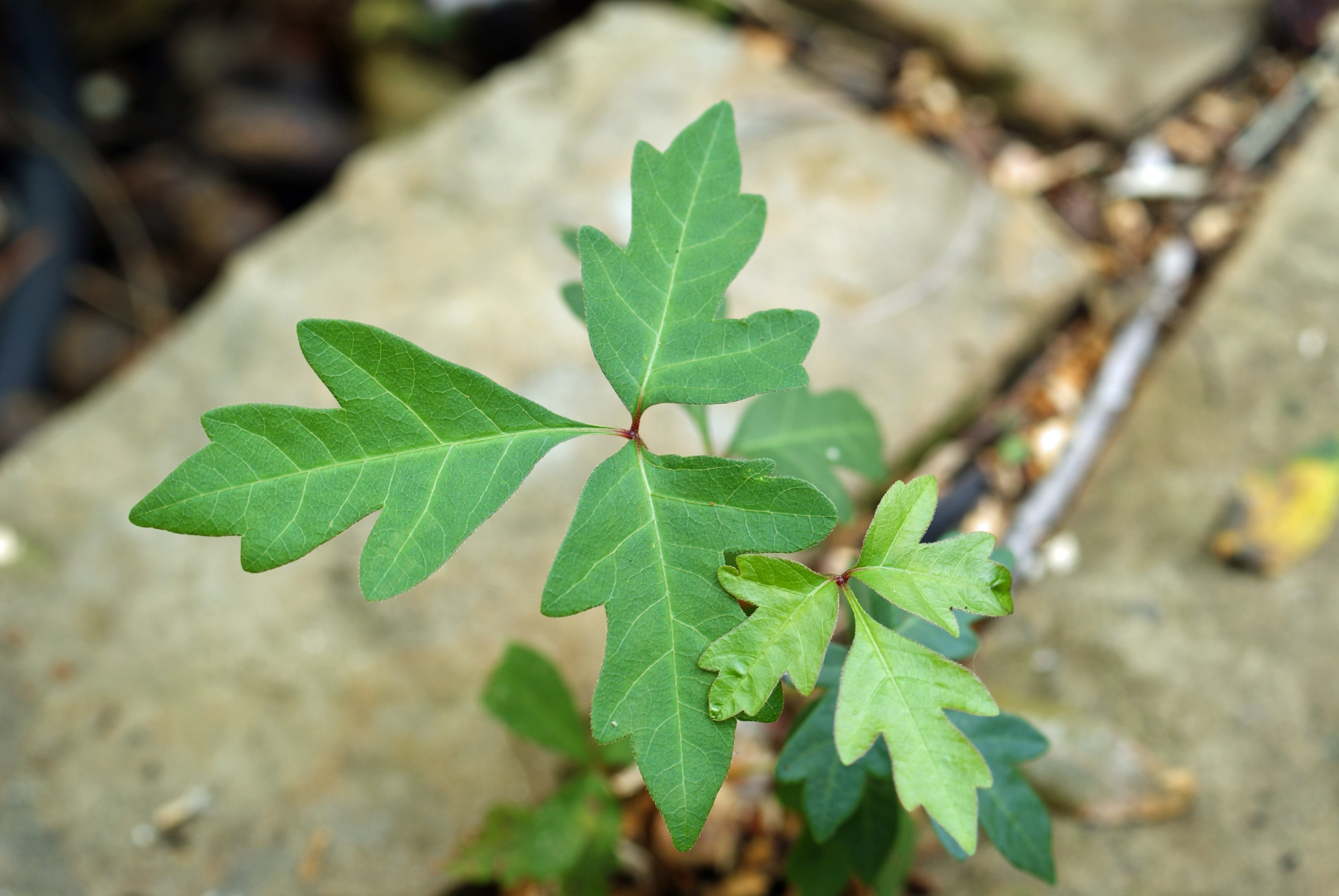 focused photo of a green leaf plant