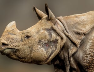 grey and brown rhinoceros thumbnail