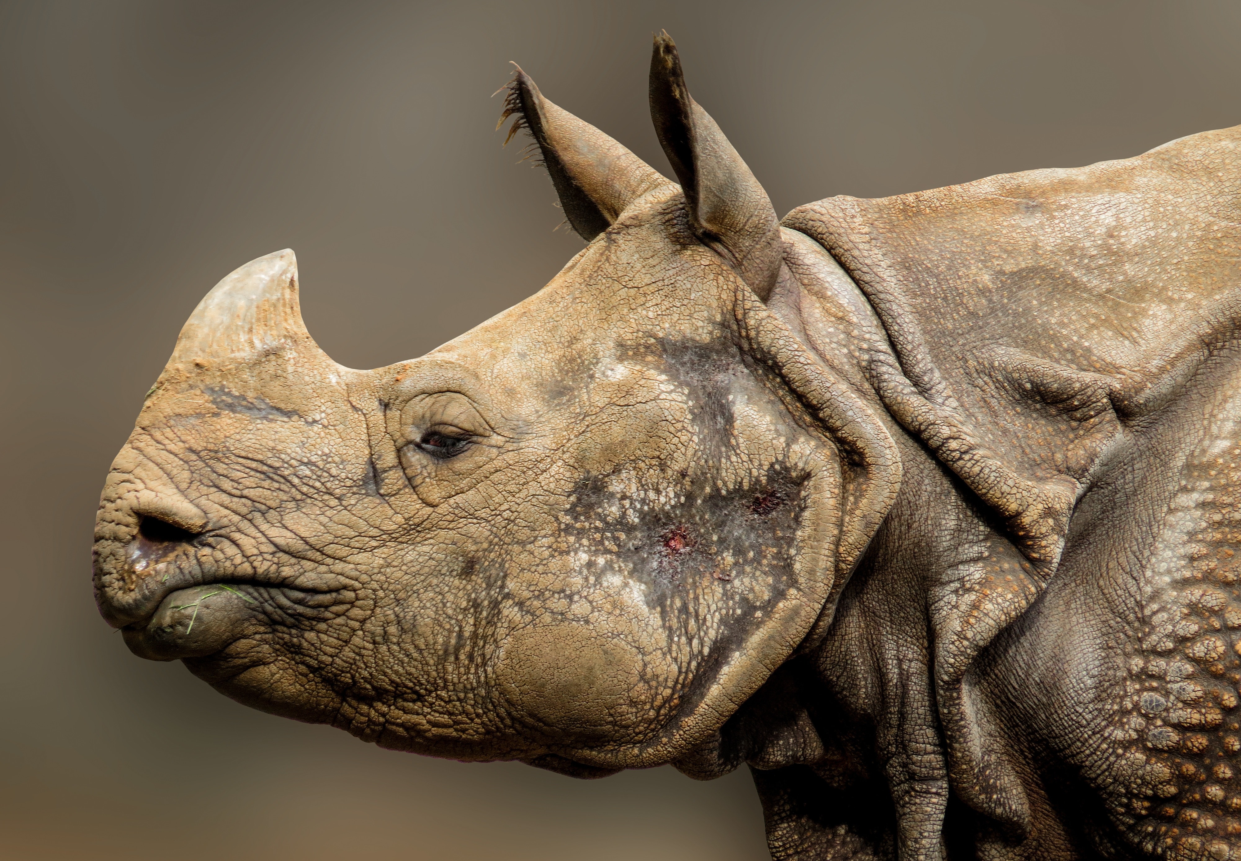 grey and brown rhinoceros