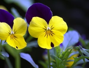 Violet, Yellow, Pansy, Flowers, flower, petal thumbnail