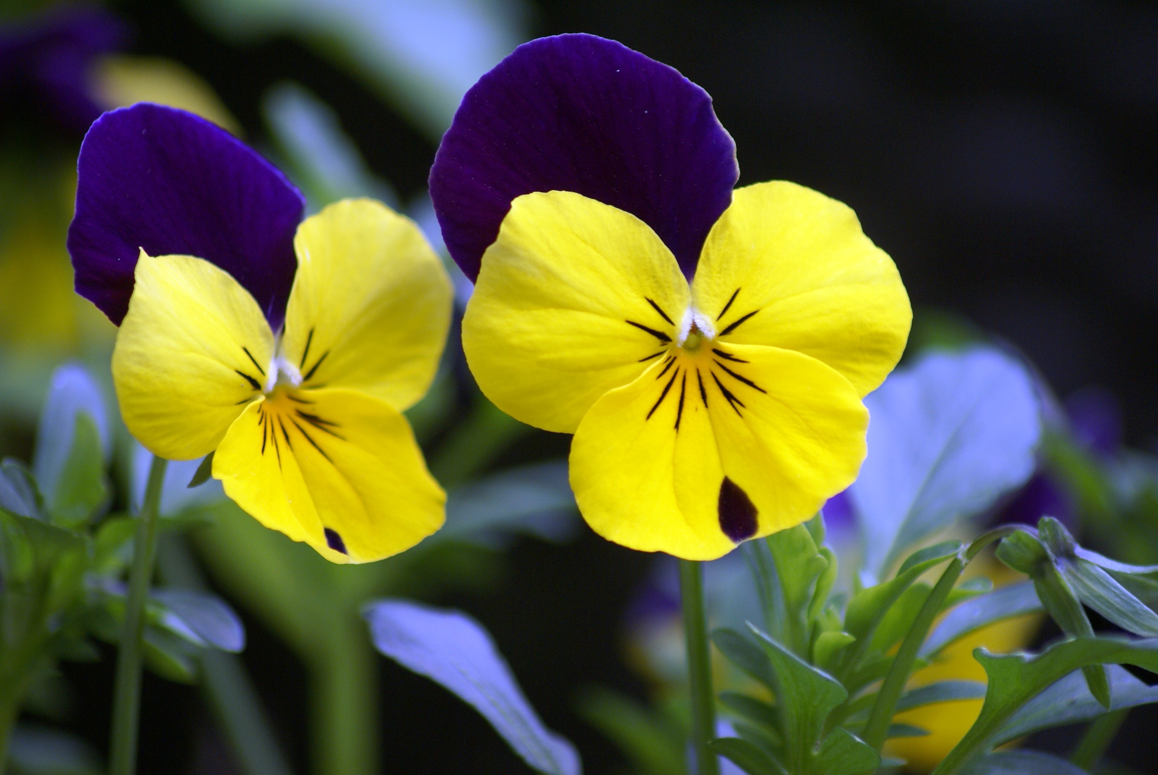 Violet, Yellow, Pansy, Flowers, flower, petal