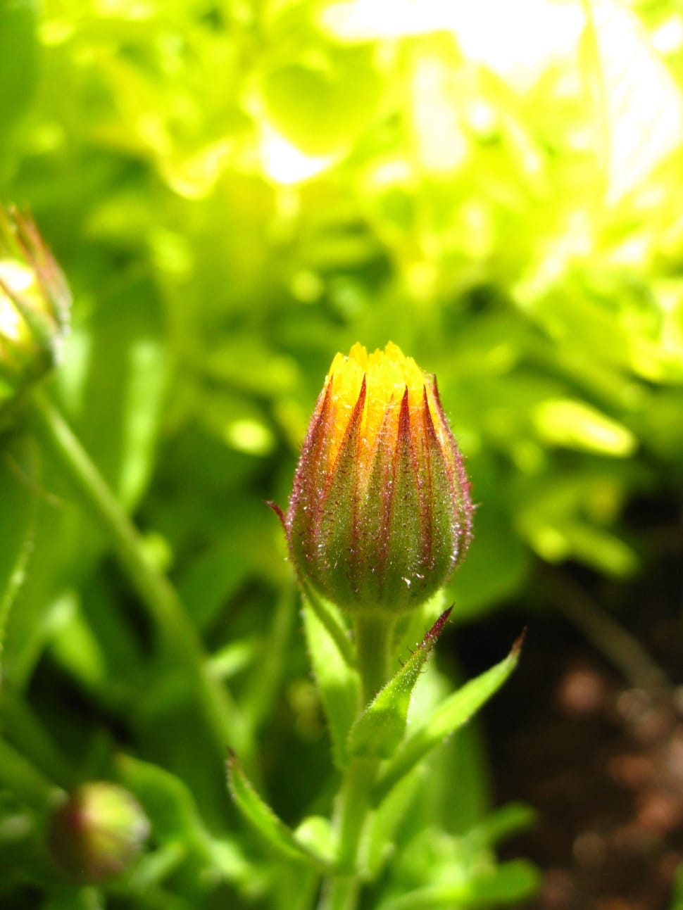 Flower, Calendula, Pot Marigold, Bud, green color, nature preview