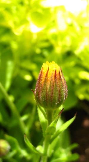 Flower, Calendula, Pot Marigold, Bud, green color, nature thumbnail