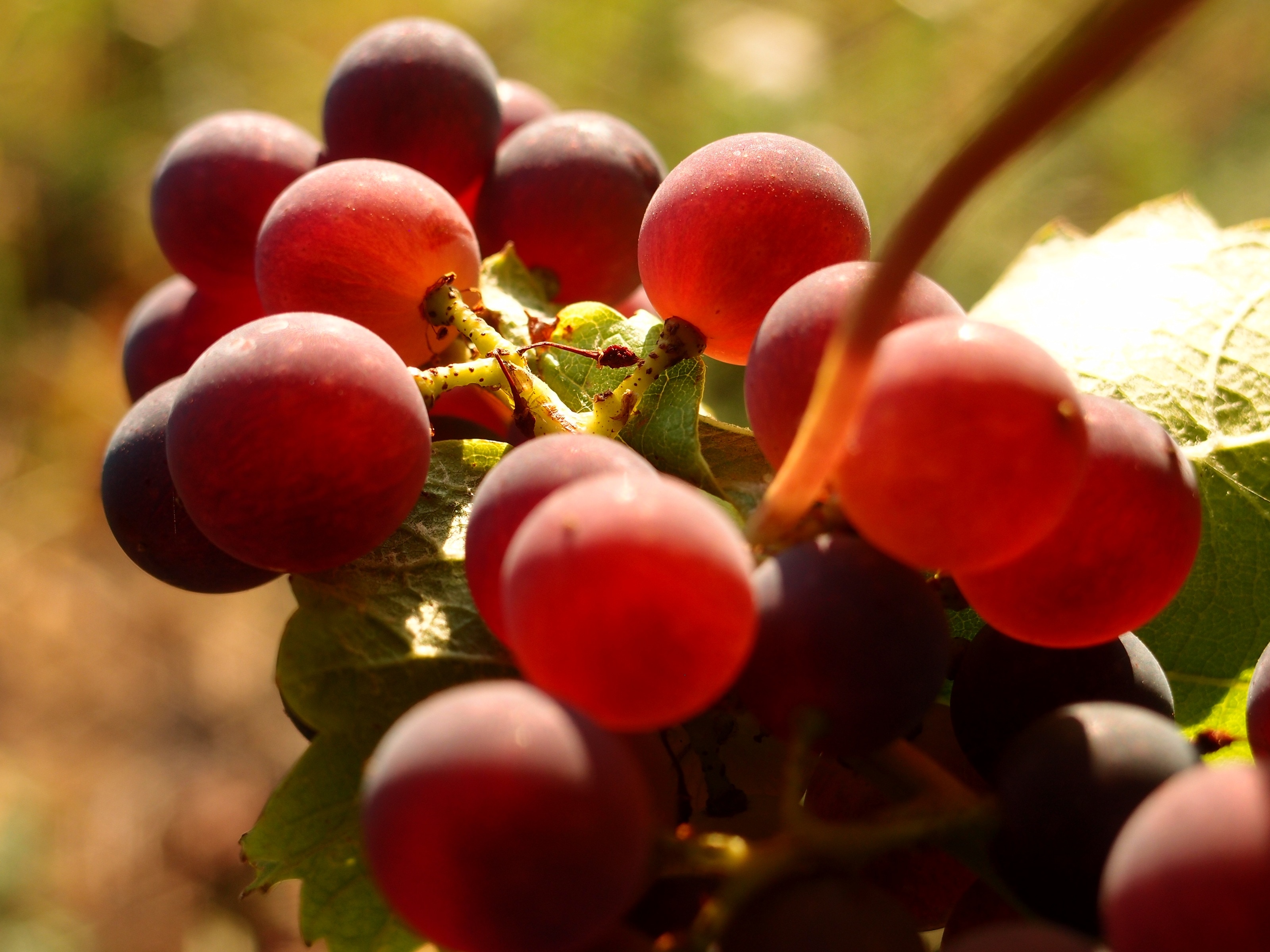 red grape fruits