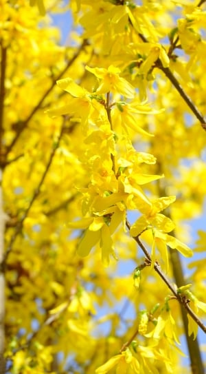 yellow petal flowers thumbnail