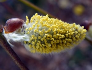 Pussy Willow, Morning, flower, fragility thumbnail