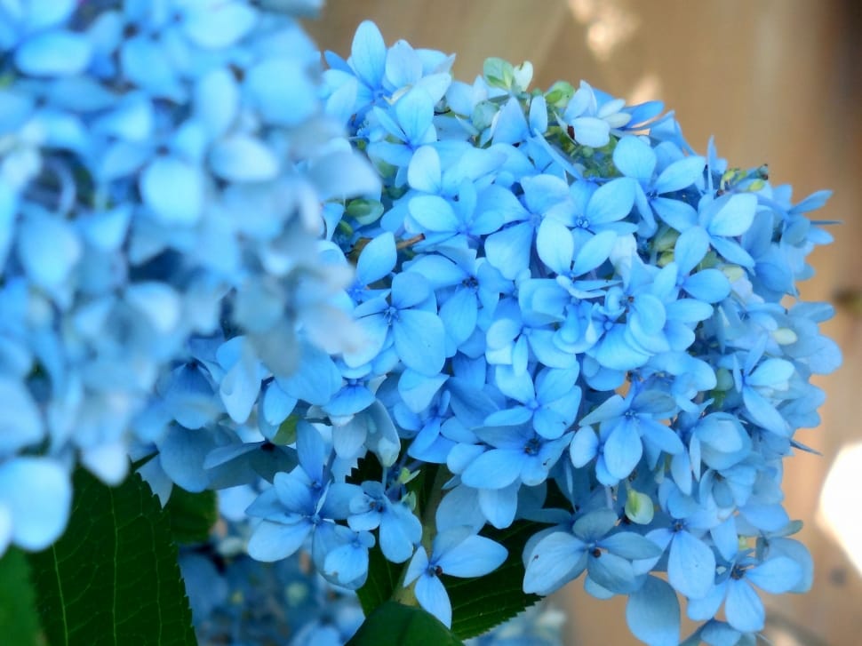 Floral, Blossom, Blue, Hydrangea, Flower, blue, abundance preview