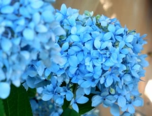 Floral, Blossom, Blue, Hydrangea, Flower, blue, abundance thumbnail