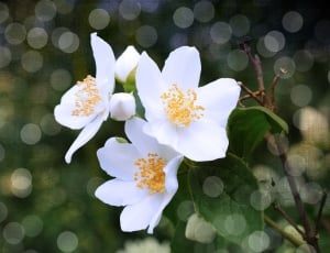 closeup photo of three white dog roses thumbnail