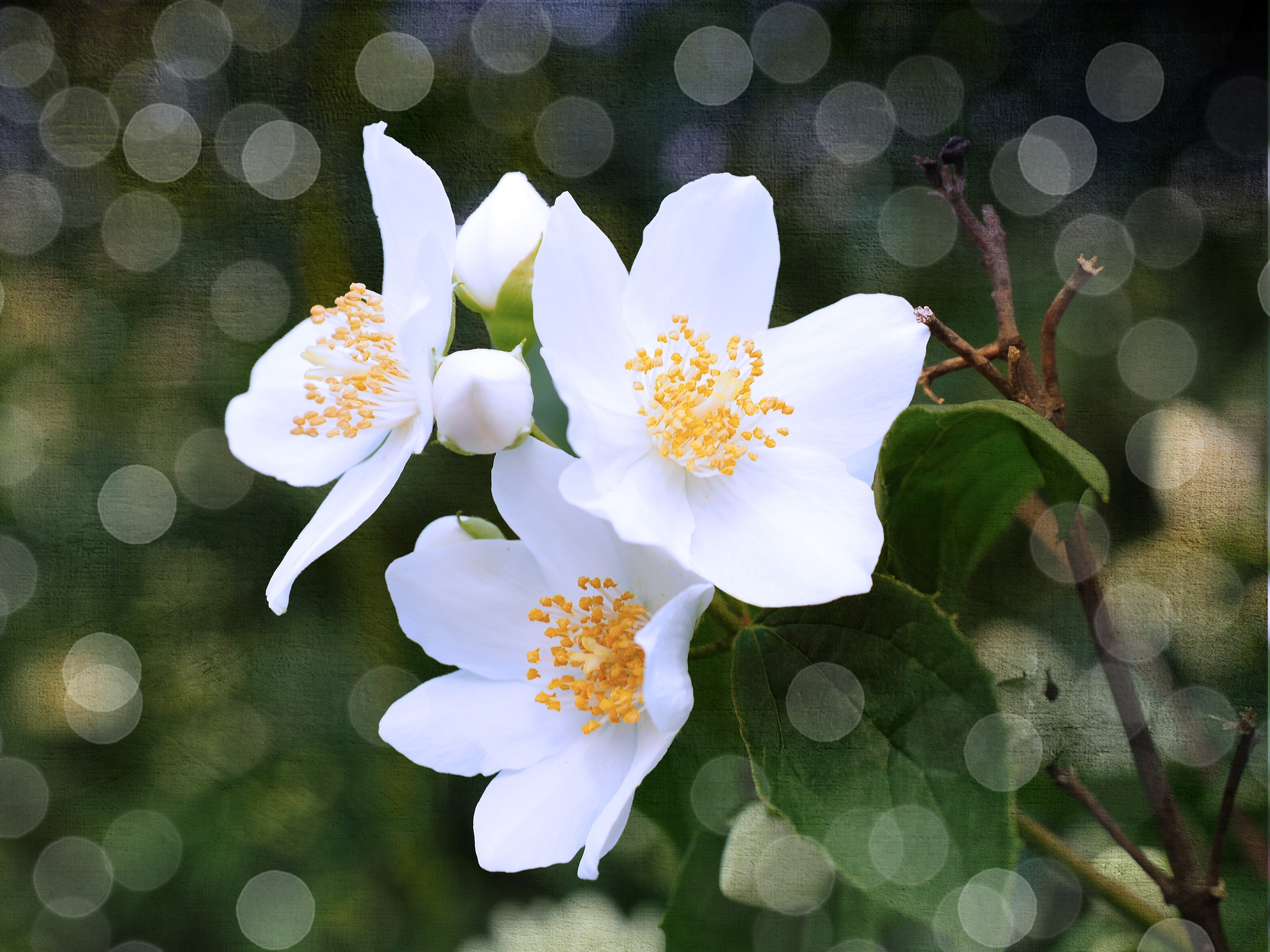 Как выглядит цветок жасмин фото
