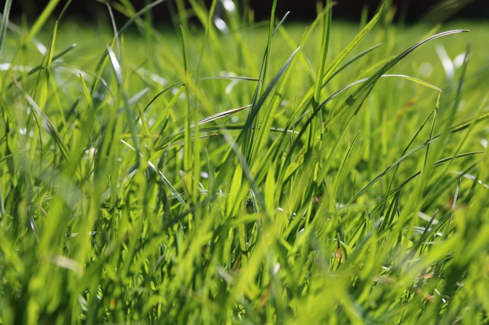 selective focus of green grass field preview