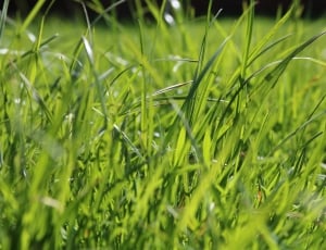 selective focus of green grass field thumbnail