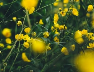 yellow flowers photo thumbnail