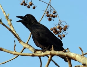 crow bird thumbnail