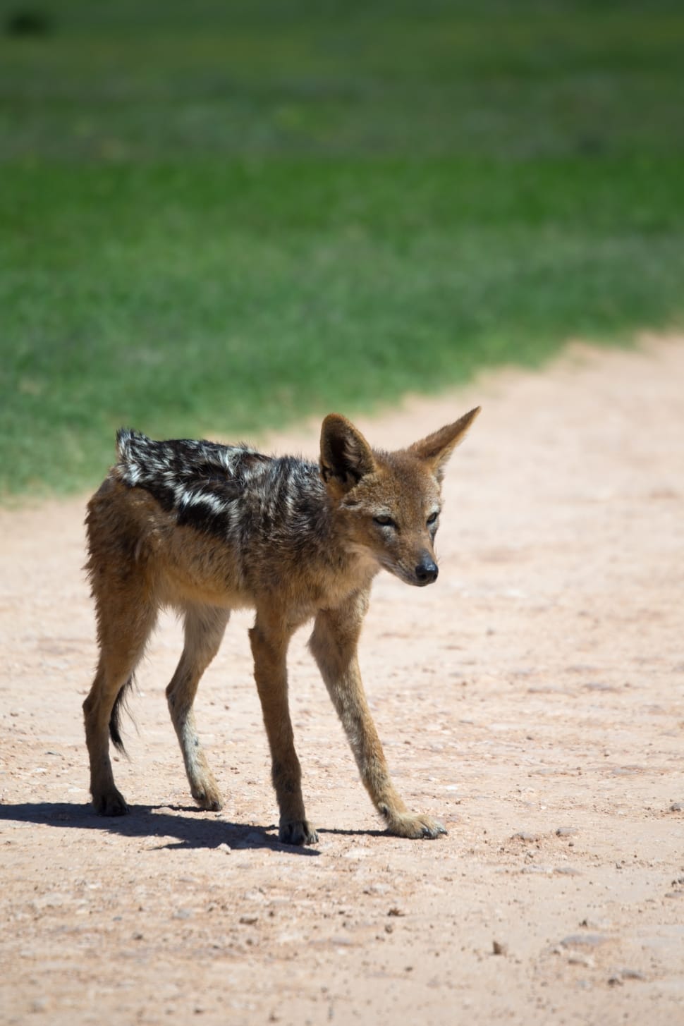 Wildlife, Jackal, Canine, Scavenger, animals in the wild, animal wildlife preview