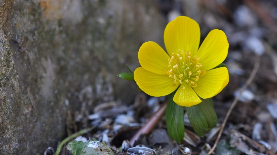 yellow aconite flower preview