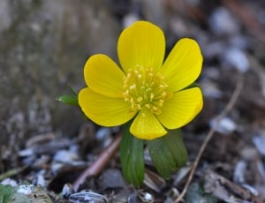 yellow aconite flower thumbnail