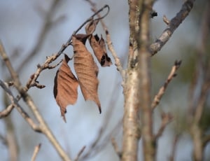 3 brown dried leaves thumbnail