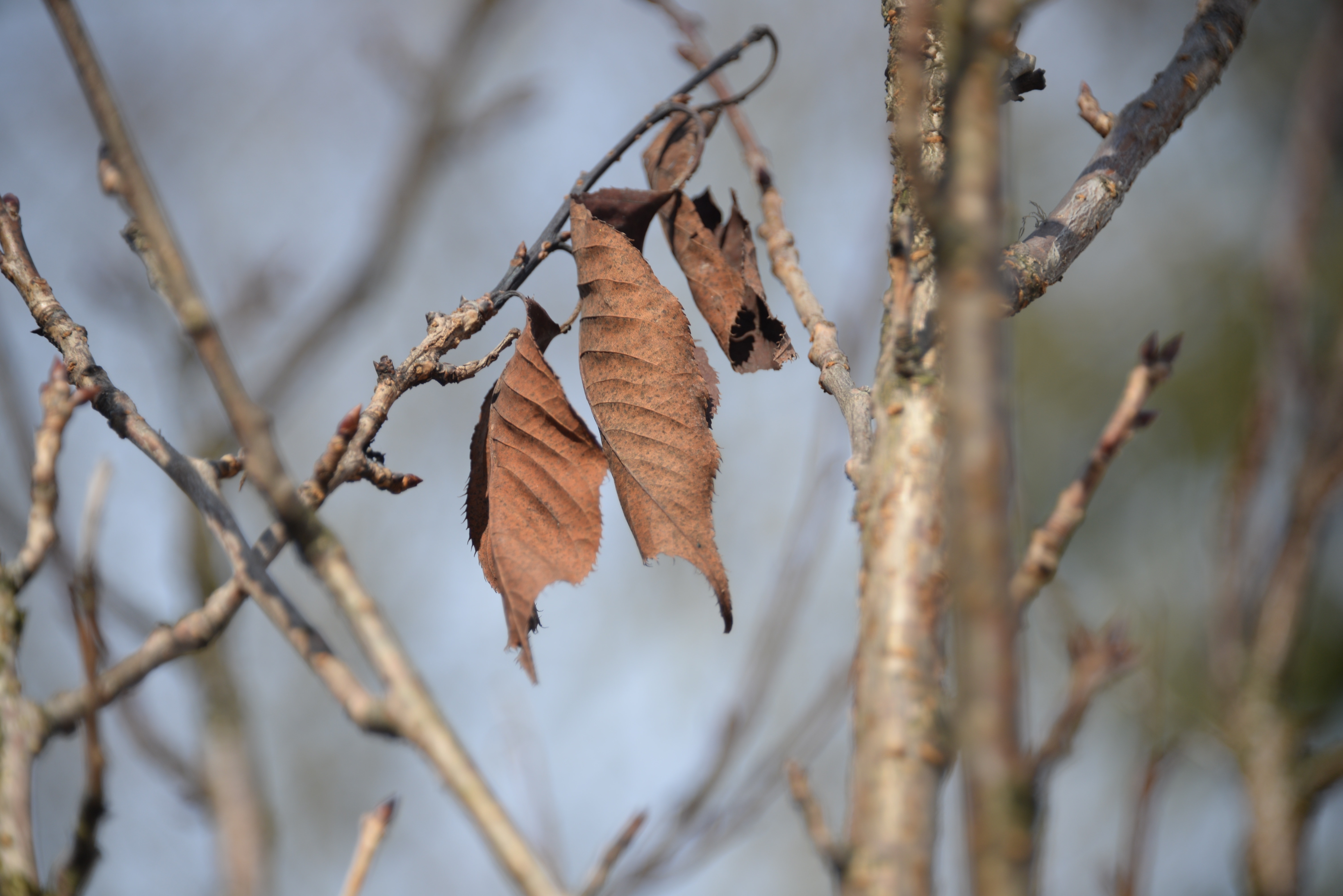 3 brown dried leaves