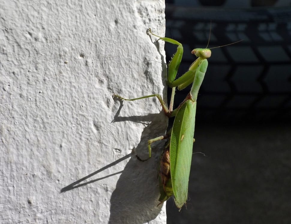 green praying mantis preview